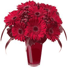 Czerwone gerbery w czerwonym naczyniu